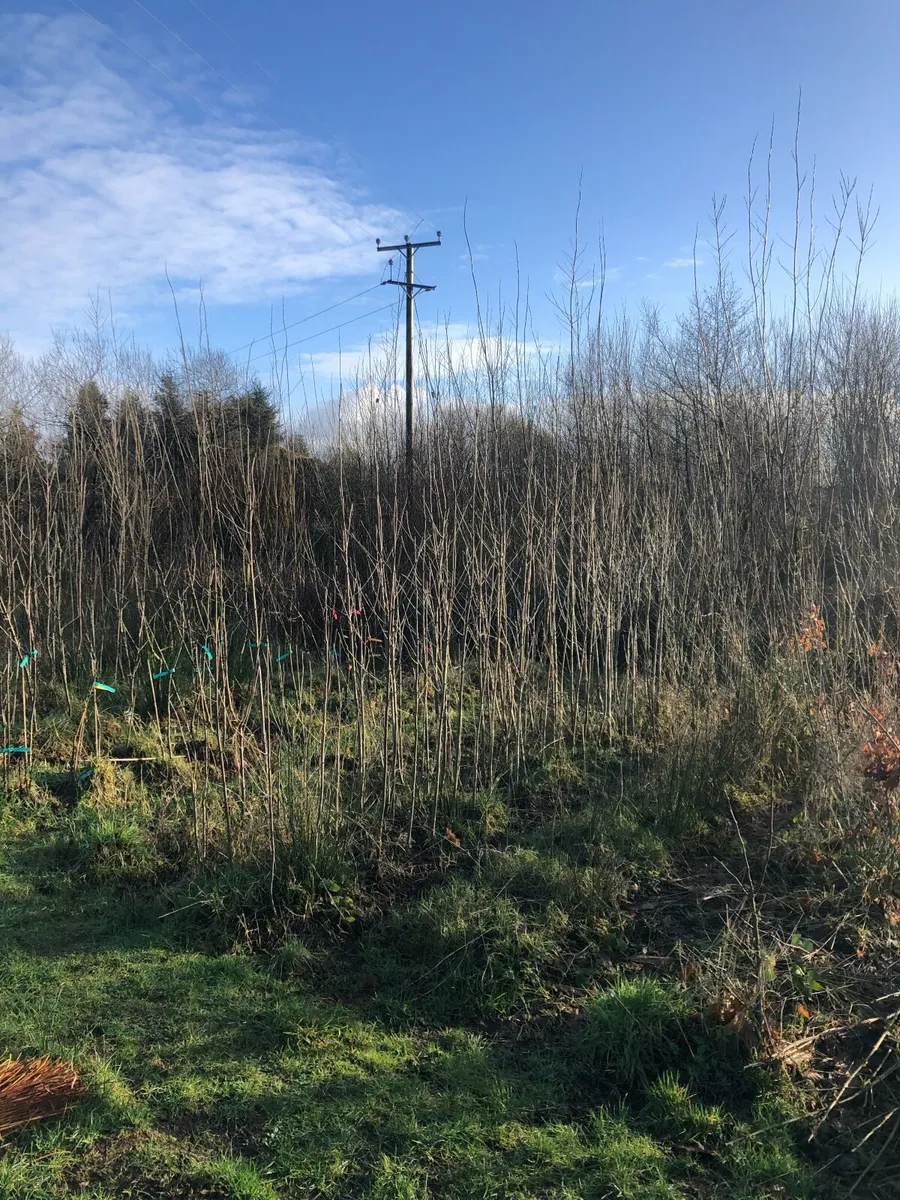 Native Trees Bare Root - Image 1