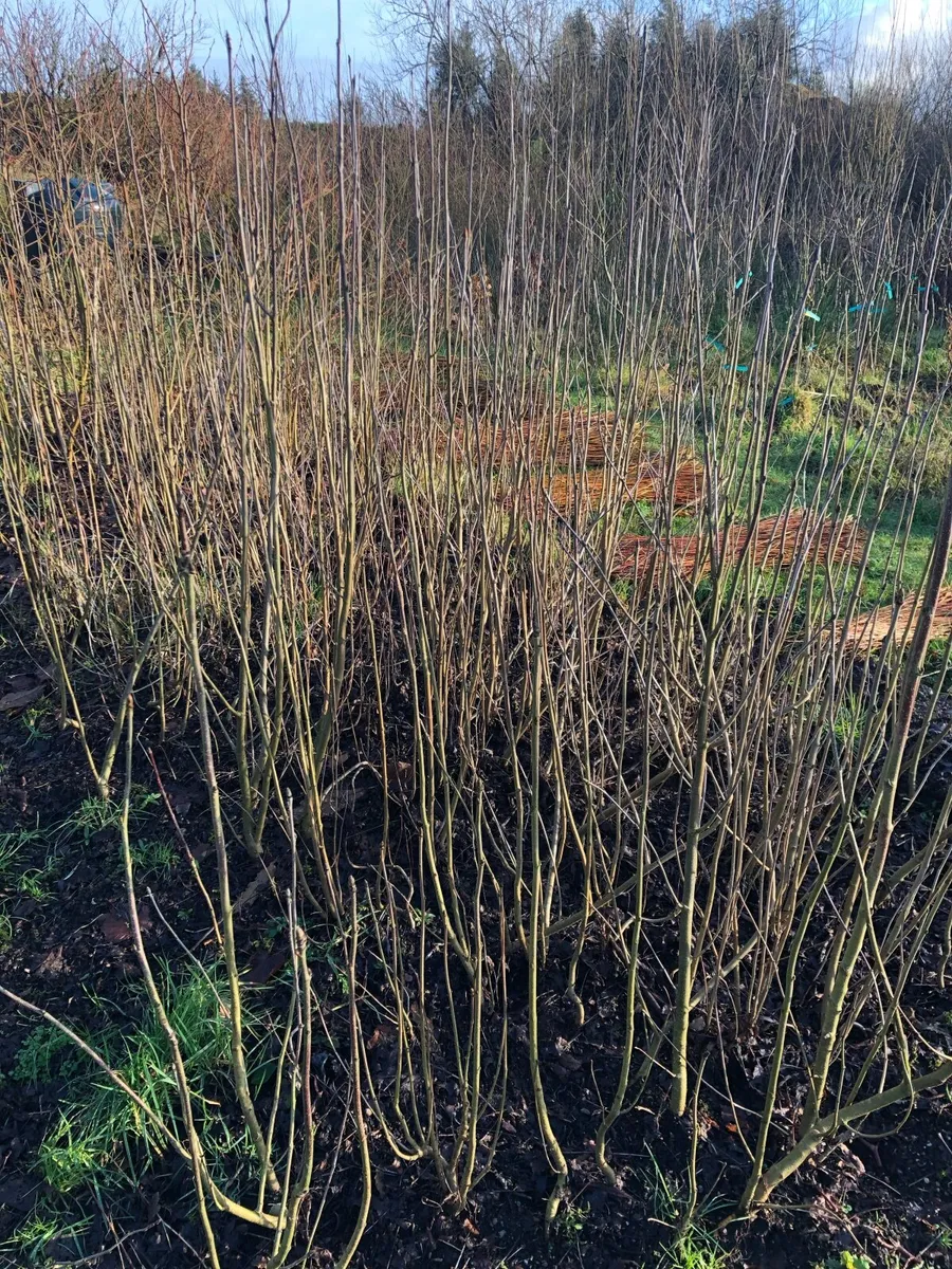 Native Trees Bare Root - Image 2