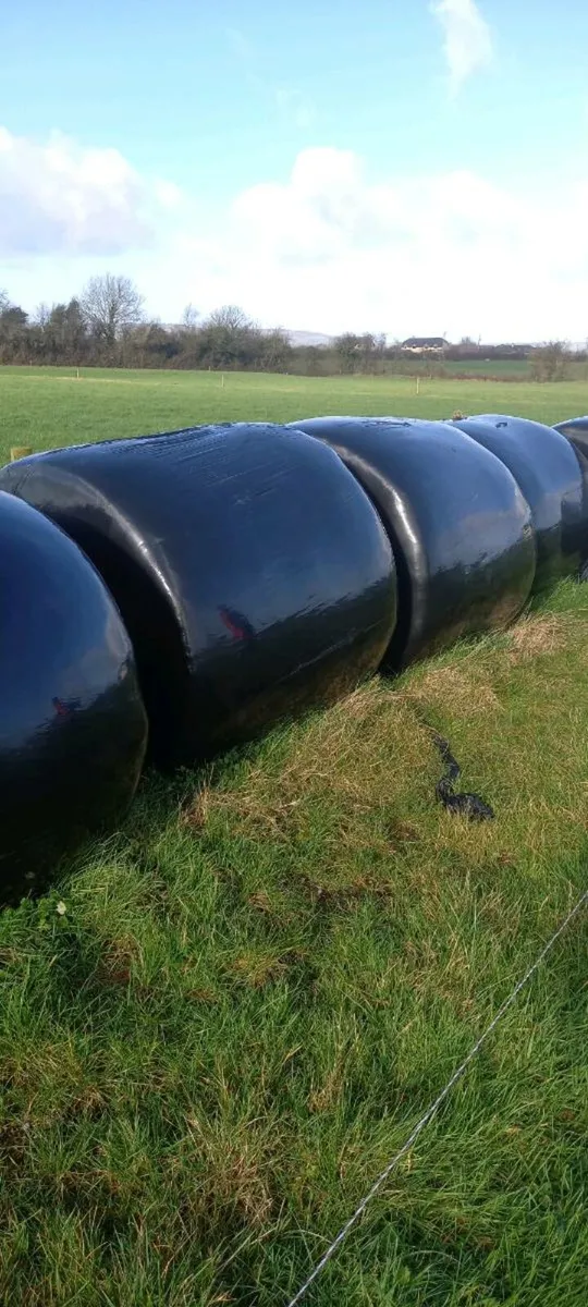 Round bales silage - Image 3