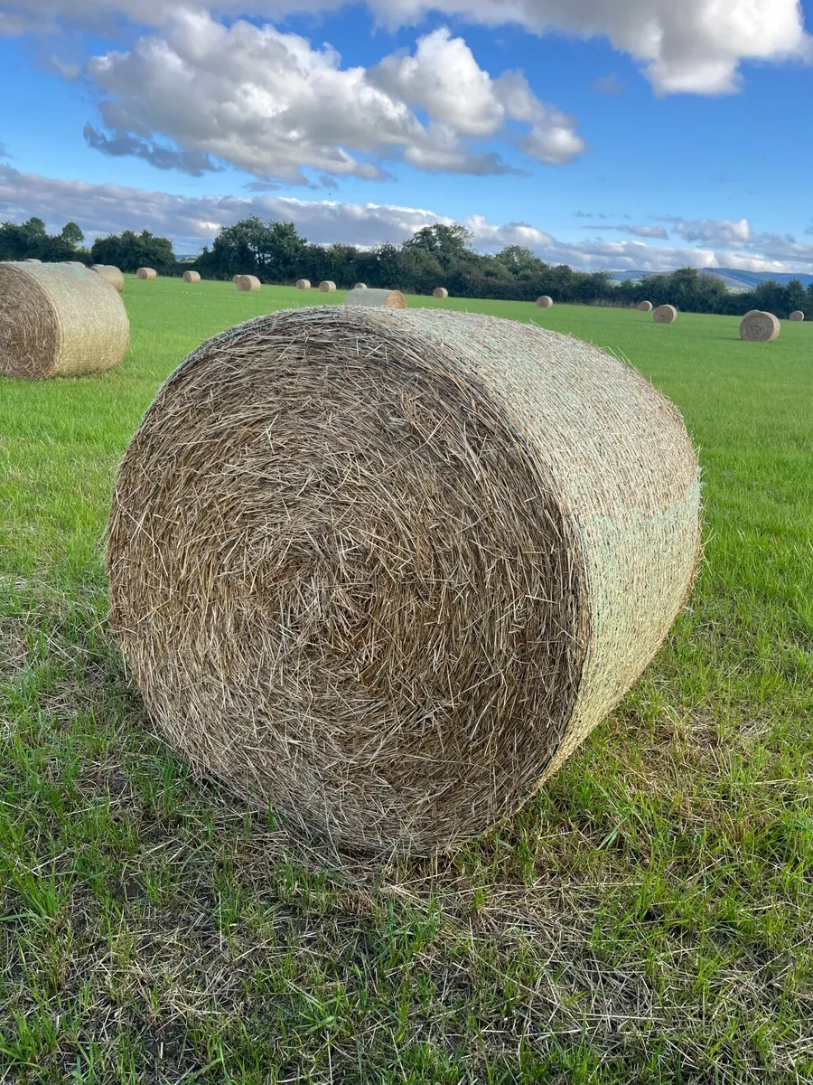 Hay - Image 4