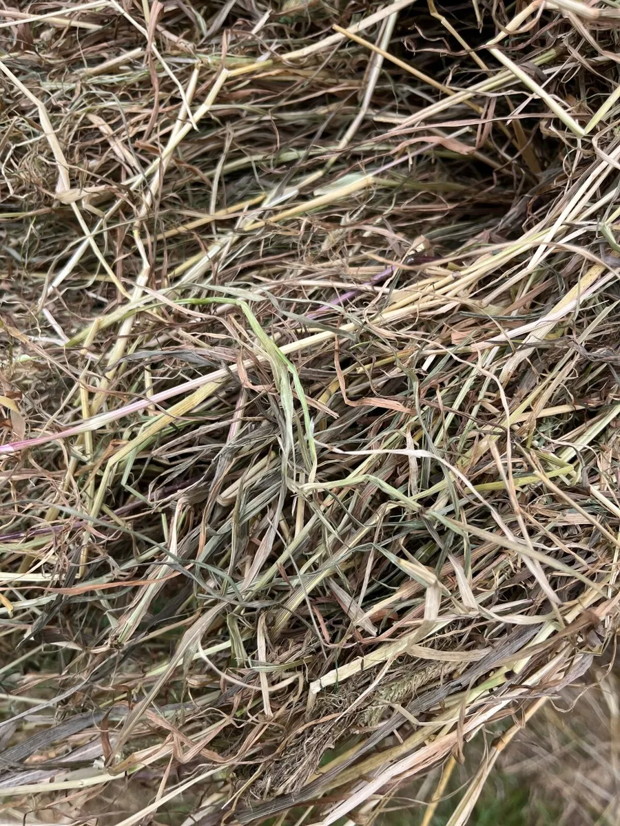 Hay - Image 2