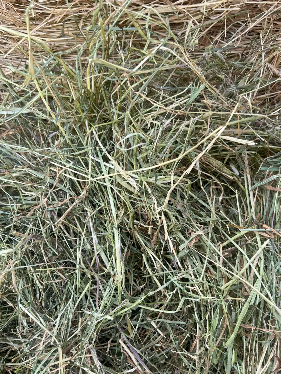 Hay - Image 3