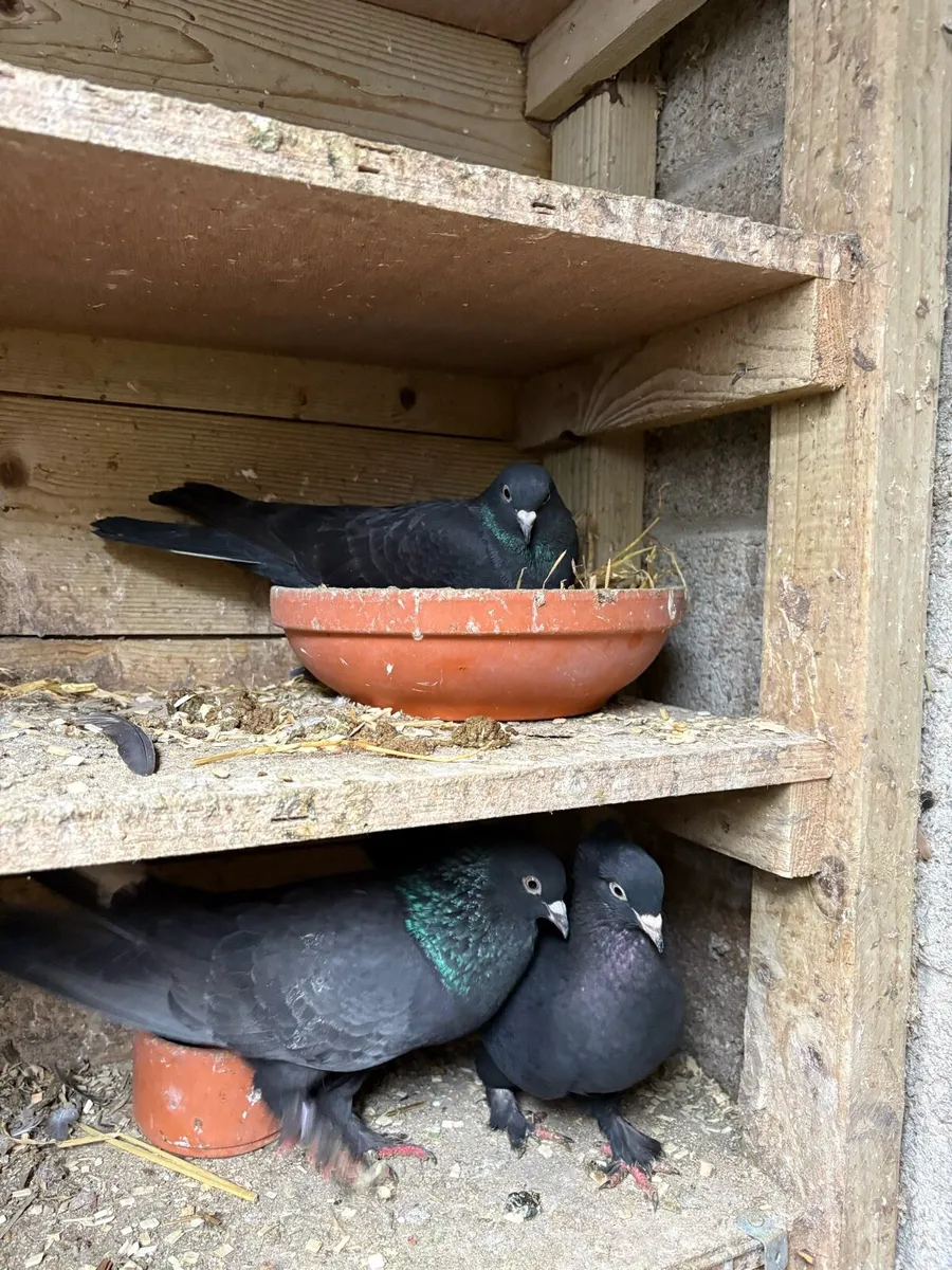 Turkish  Pigeons’s - Image 2