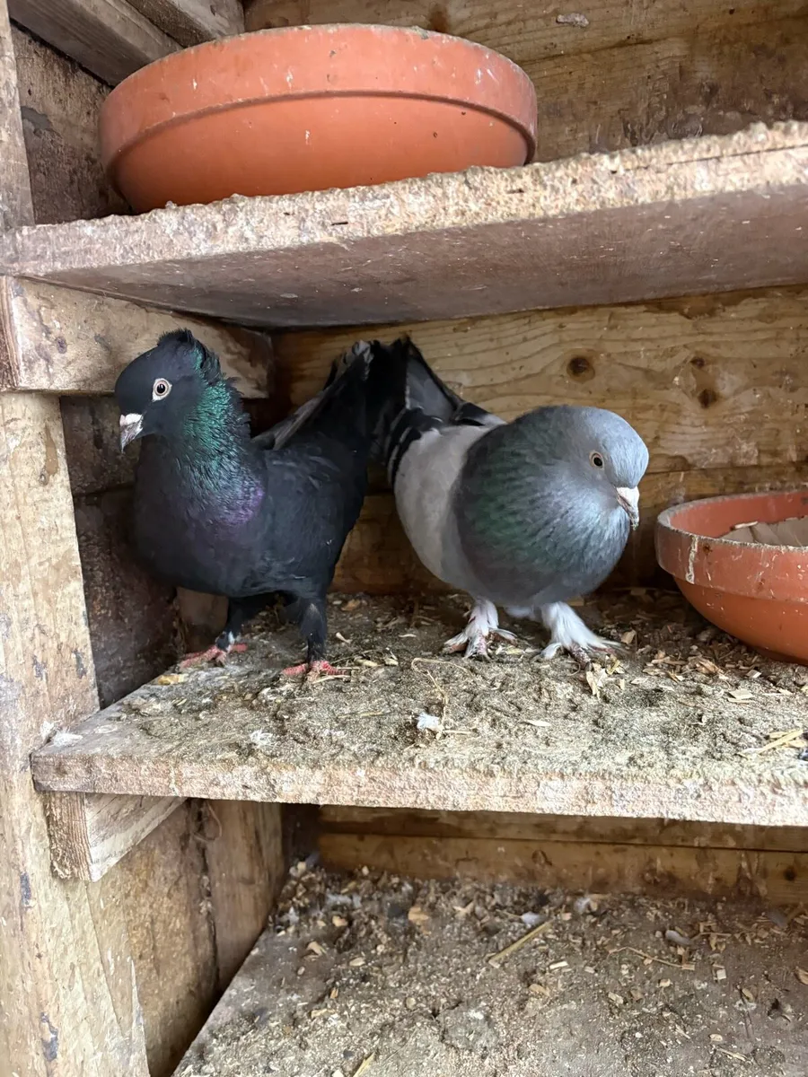 Turkish  Pigeons’s - Image 1