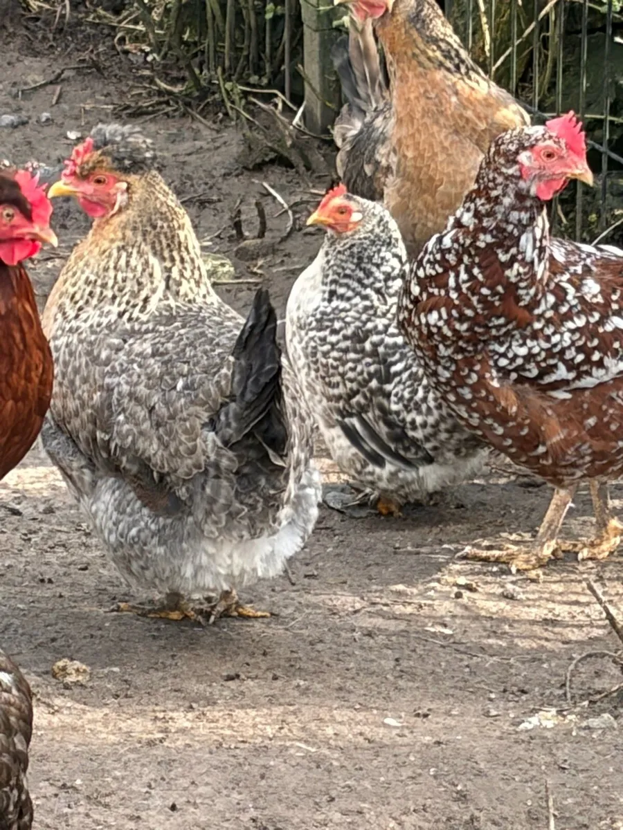 Laying Hens - Image 1