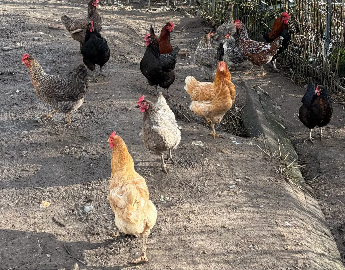 Laying Hens - Image 2