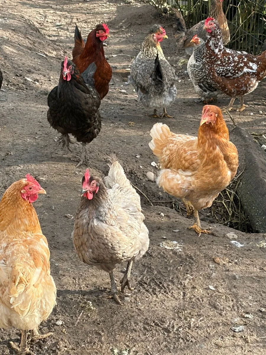 Laying Hens - Image 3