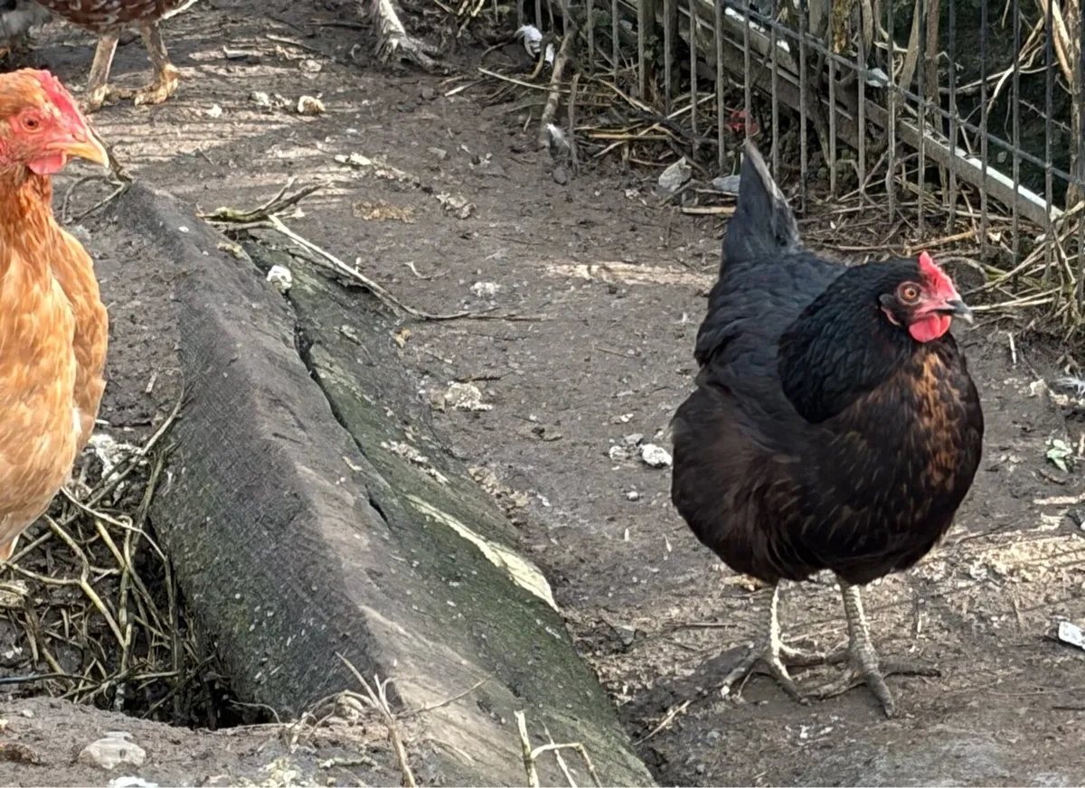 Laying Hens - Image 4