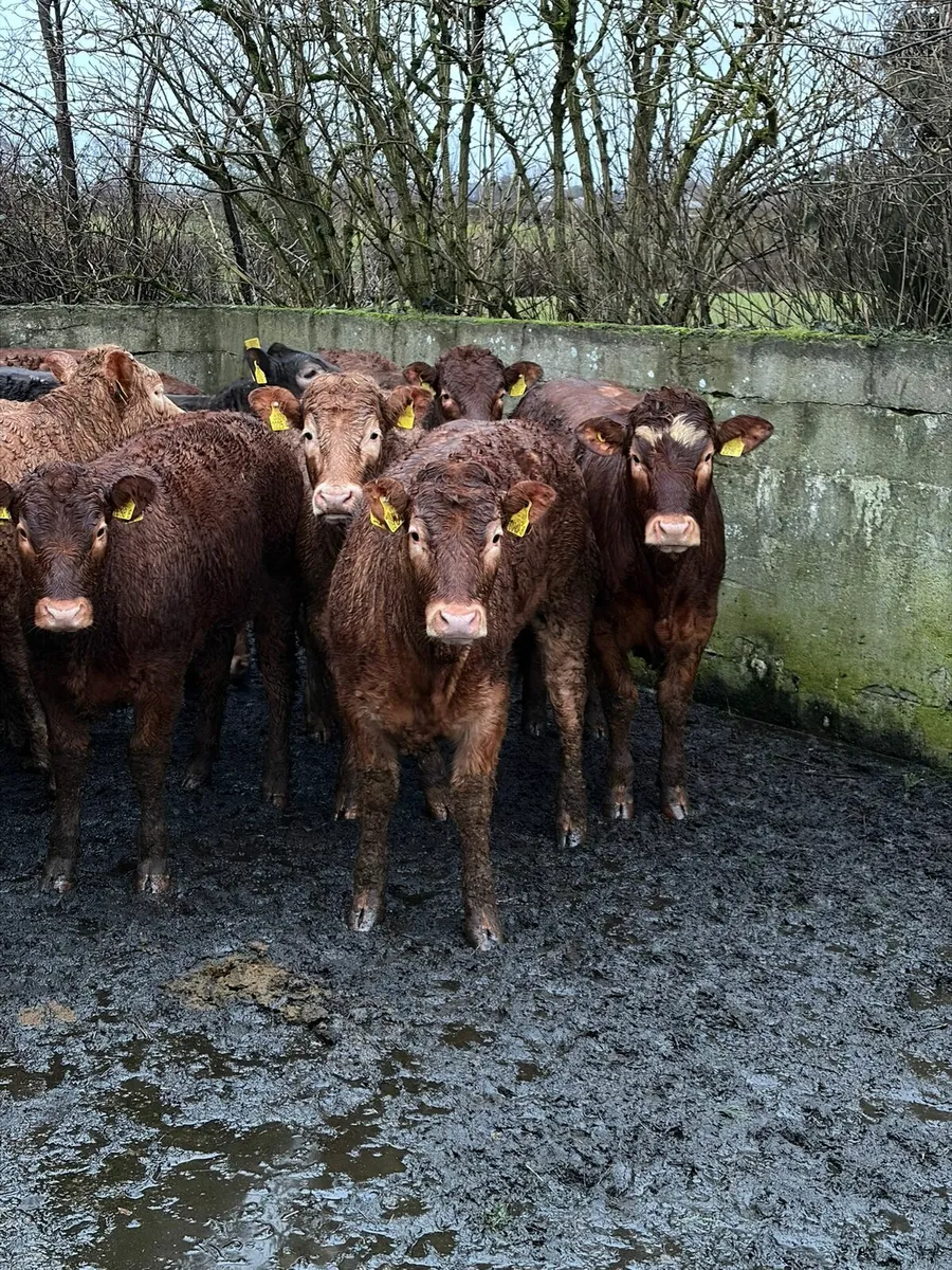 Charolais & Limousin Heifers - Image 1