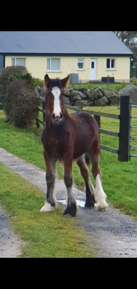 7 mth old colt - Image 1