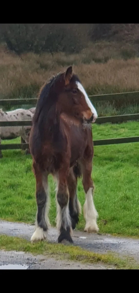 7 mth old colt - Image 2