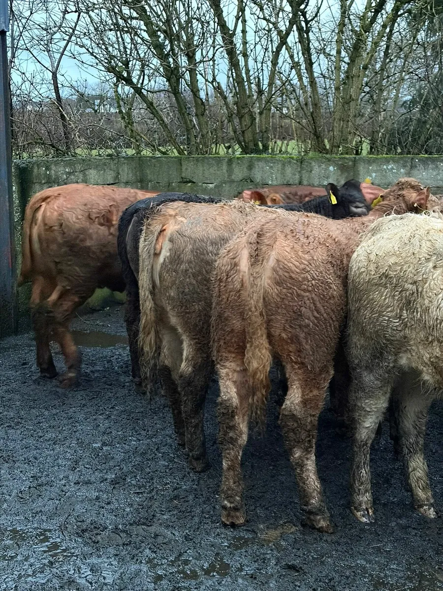 Charolais & Limousin Heifers - Image 2