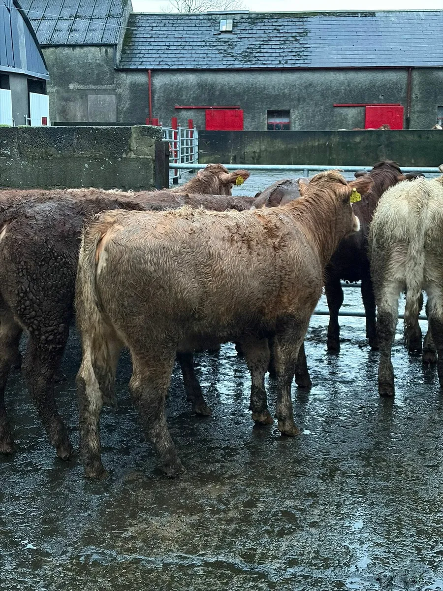 Charolais & Limousin Heifers - Image 3