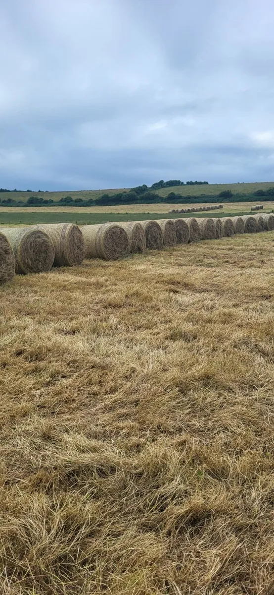 Hay - Image 1