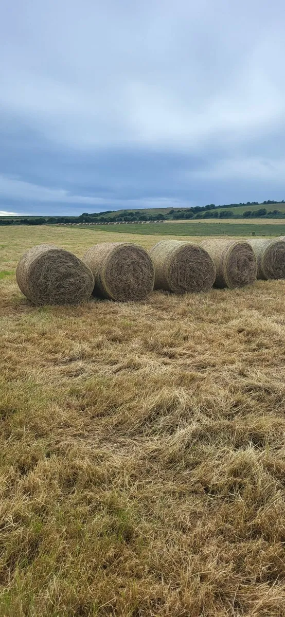 Hay - Image 2