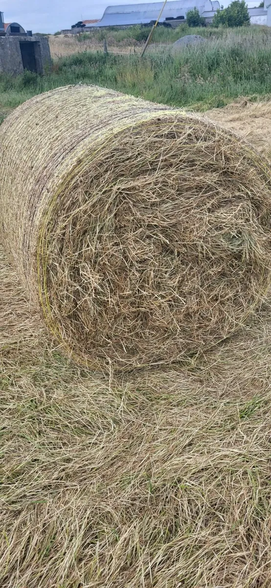 Hay - Image 3