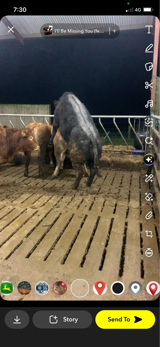 * Bulling Heifers * - Image 1