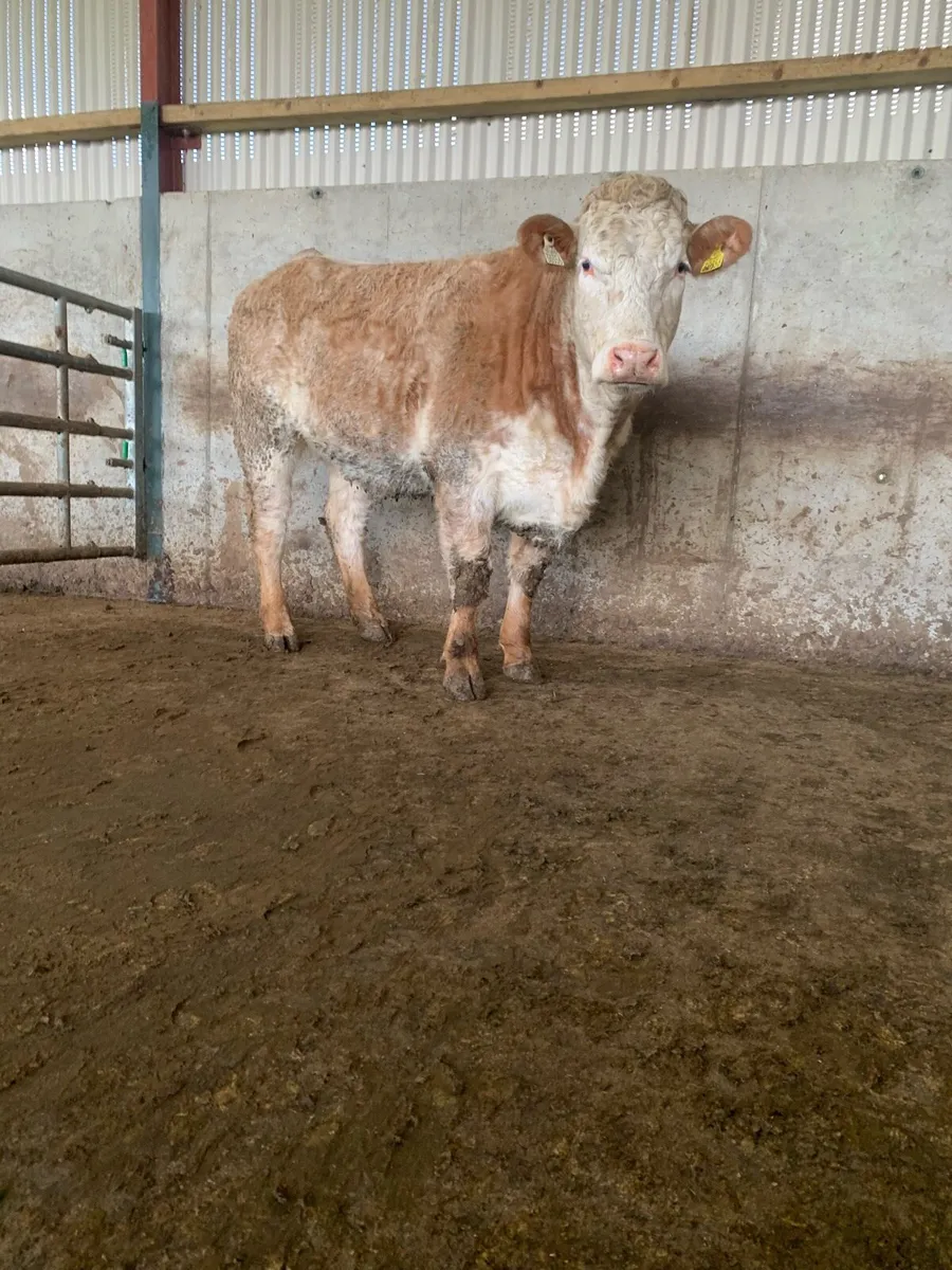 * Bulling Heifers * - Image 2