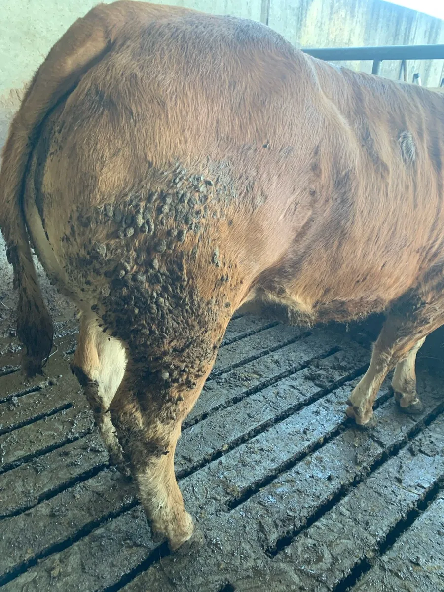 * Bulling Heifers * - Image 3