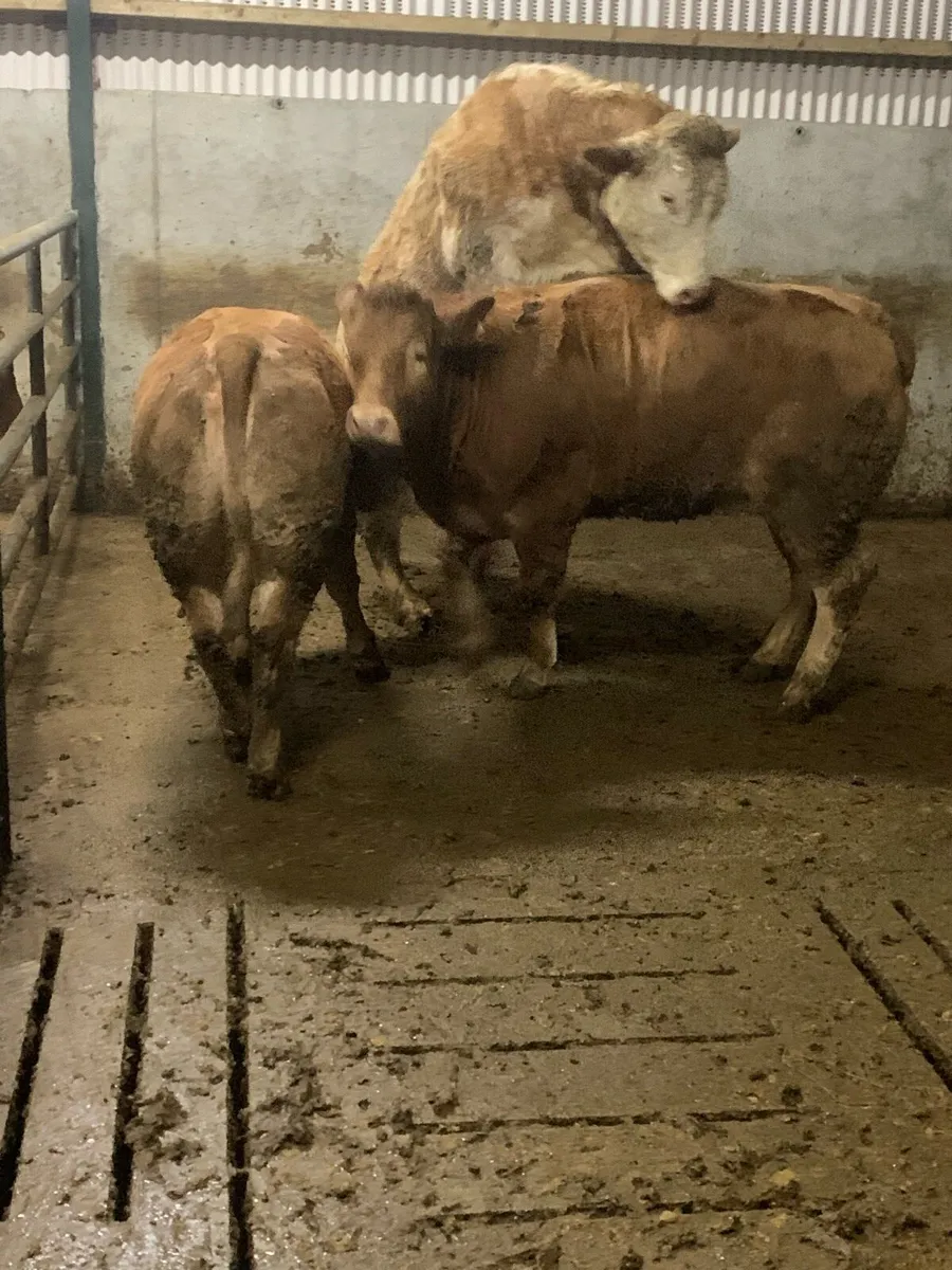 * Bulling Heifers * - Image 4