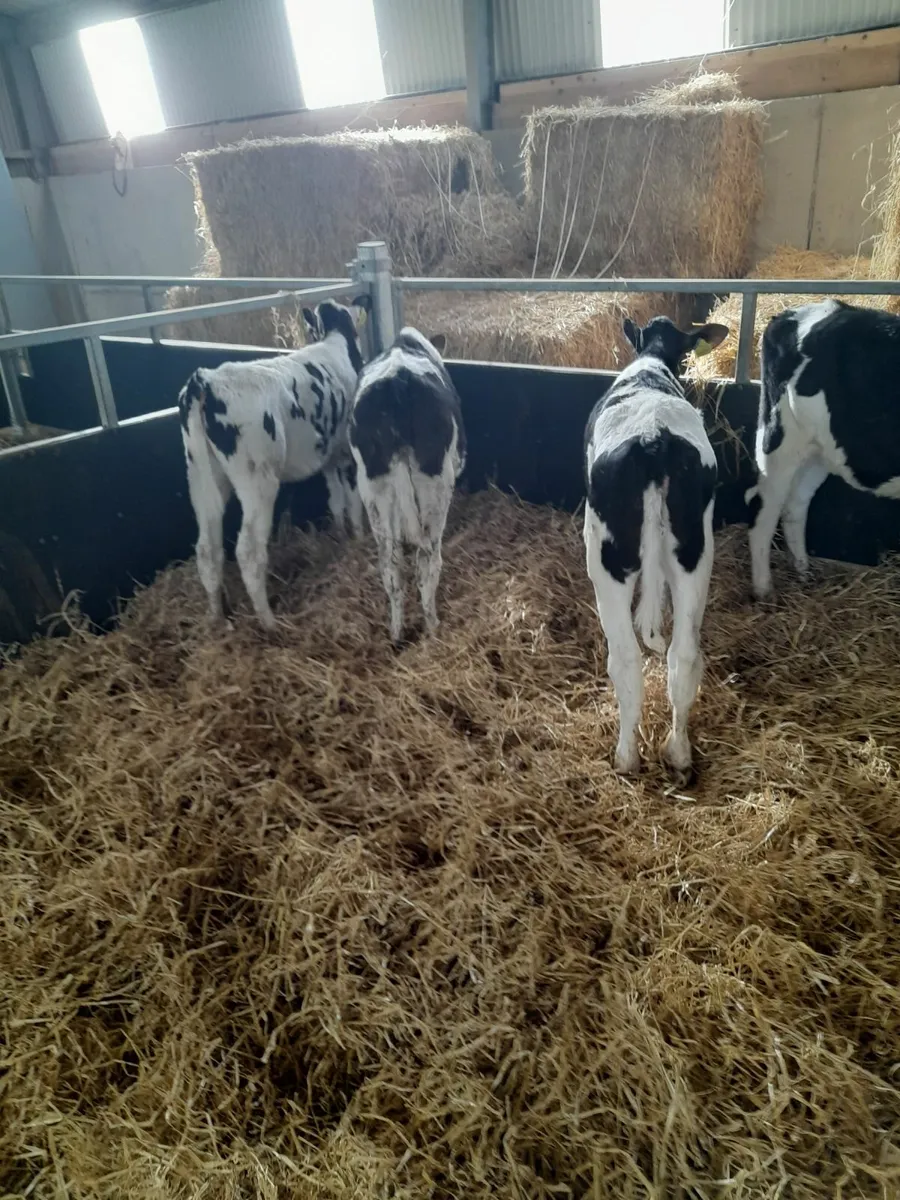 Pedigree weaned fr. heifer calves - Image 1
