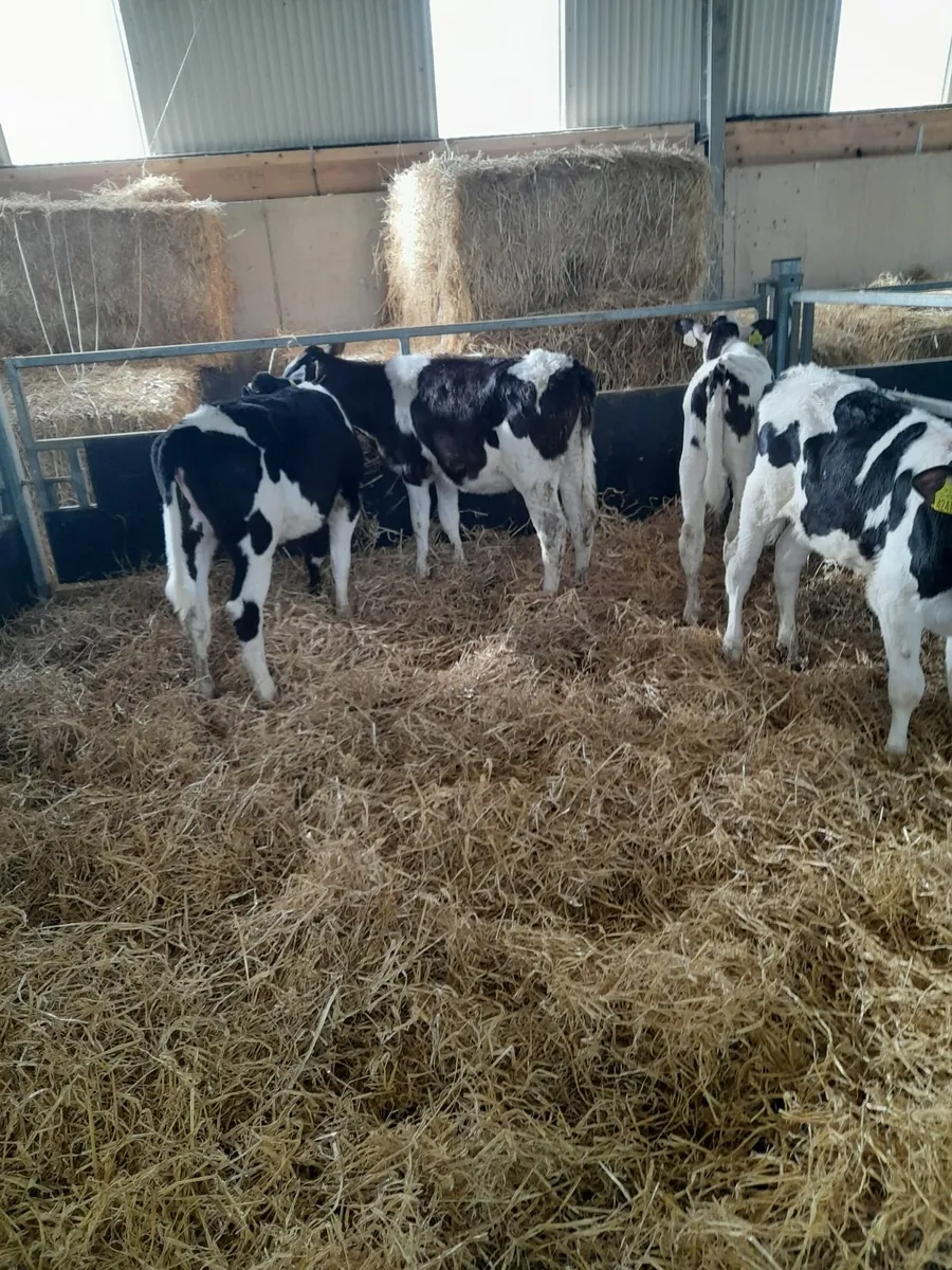 Pedigree weaned fr. heifer calves - Image 2
