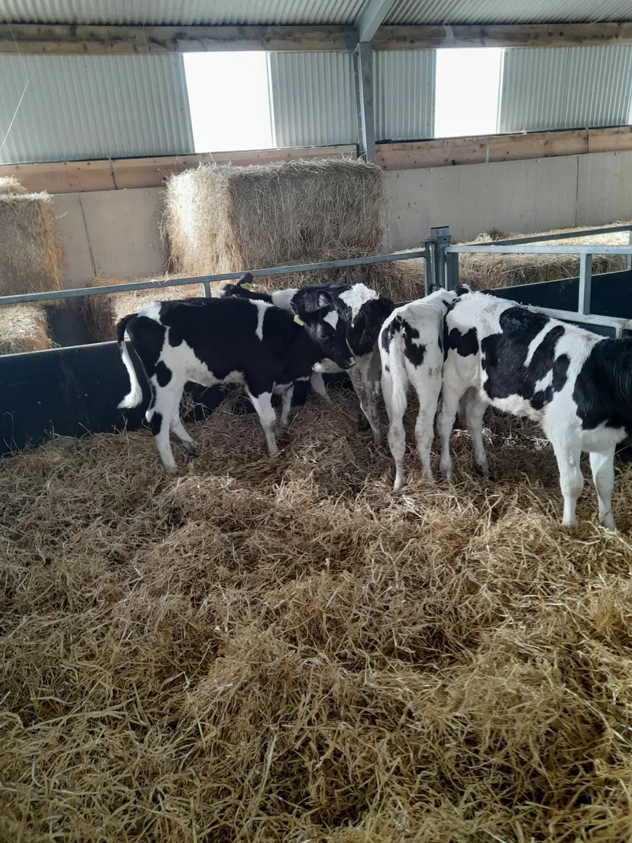 Pedigree weaned fr. heifer calves - Image 3