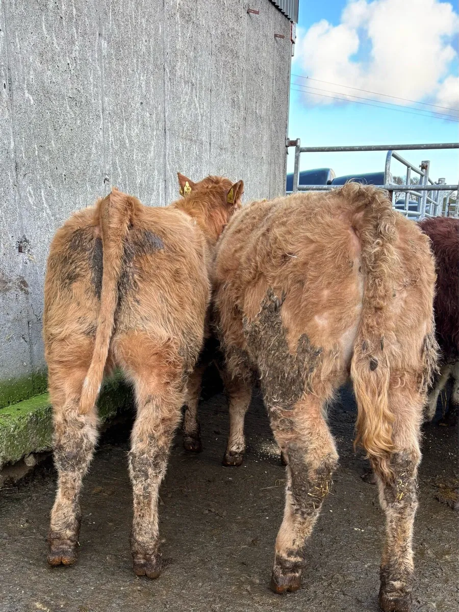 10 lovely heifers for sale - Image 1