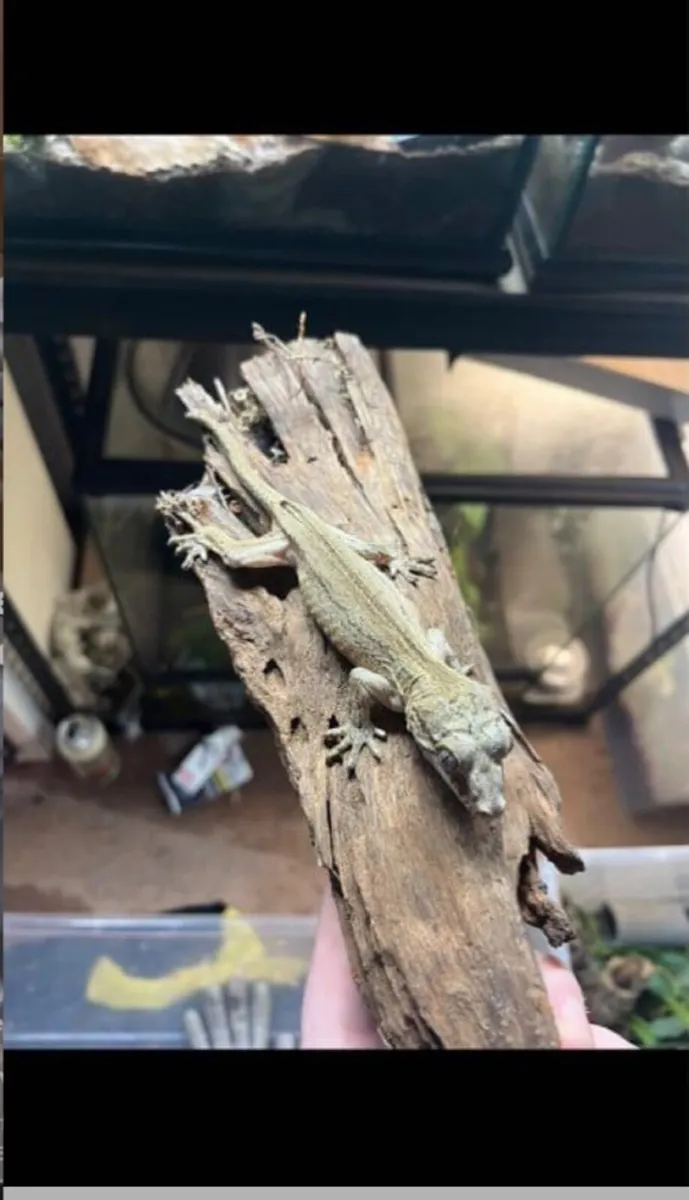 Captive bred gargoyle gecko - Image 1