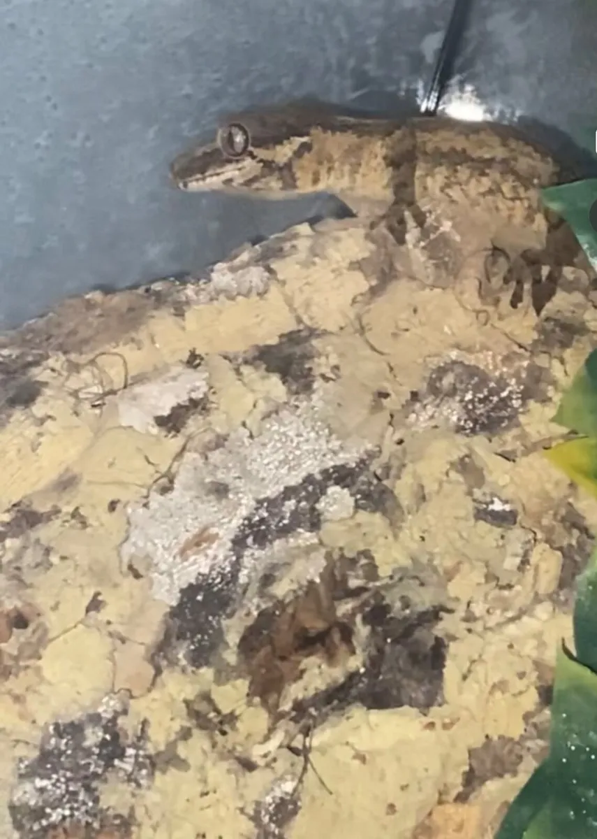 Captive bred gargoyle gecko - Image 3