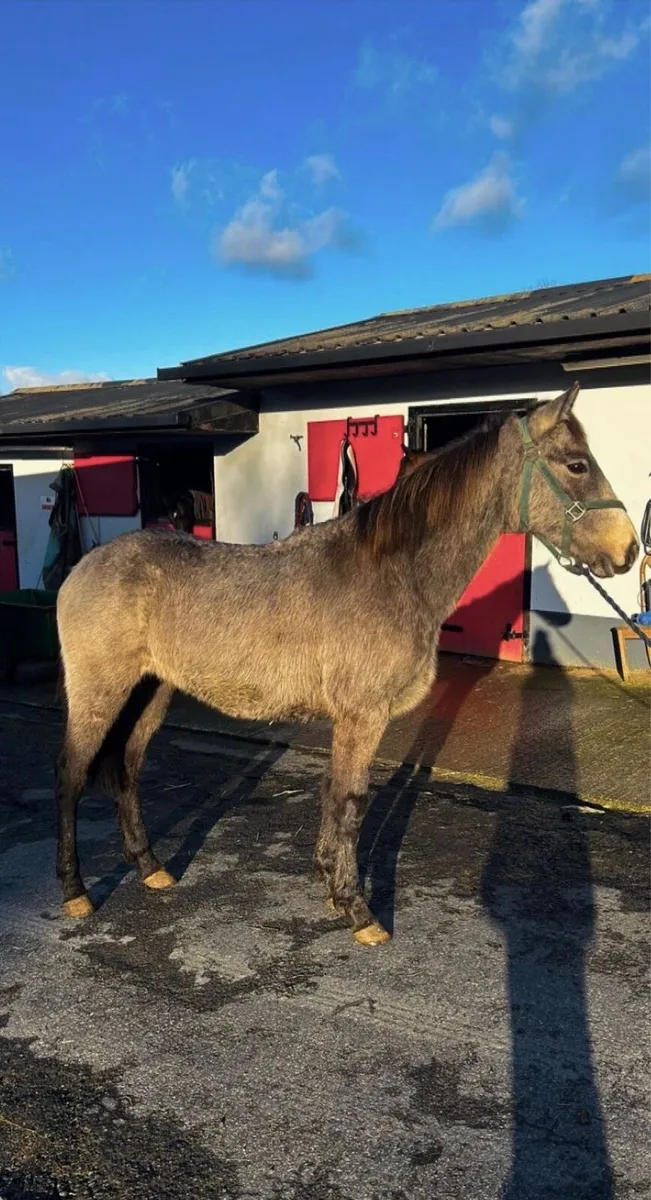 Dun Connie cross to make 14:2 - Image 1