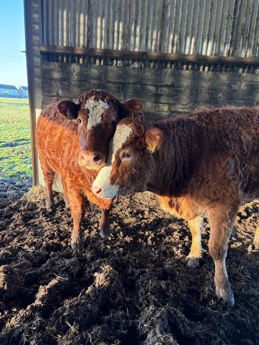 3 heifers for sale - Image 1