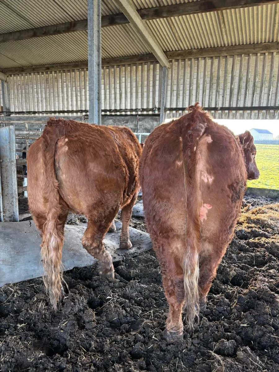 3 heifers for sale - Image 4