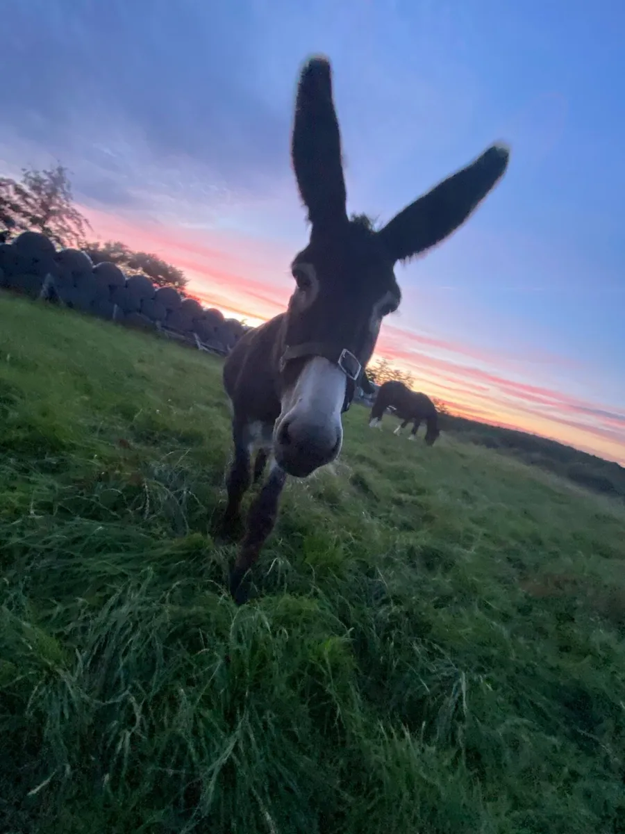 2 male donkeys - Image 2