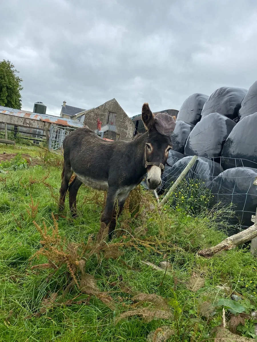 2 male donkeys - Image 3