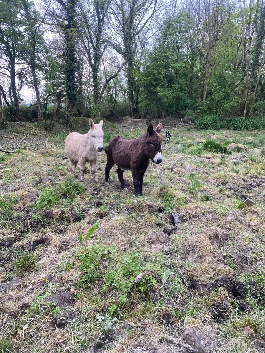 2 male donkeys - Image 1