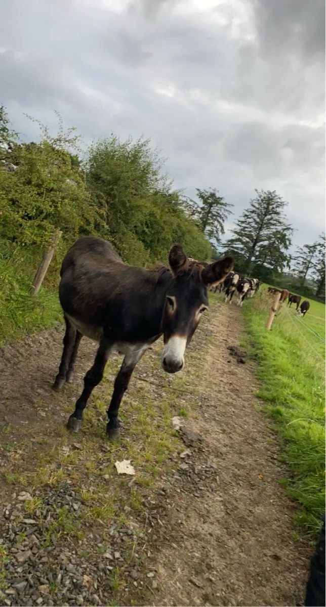 2 male donkeys - Image 4