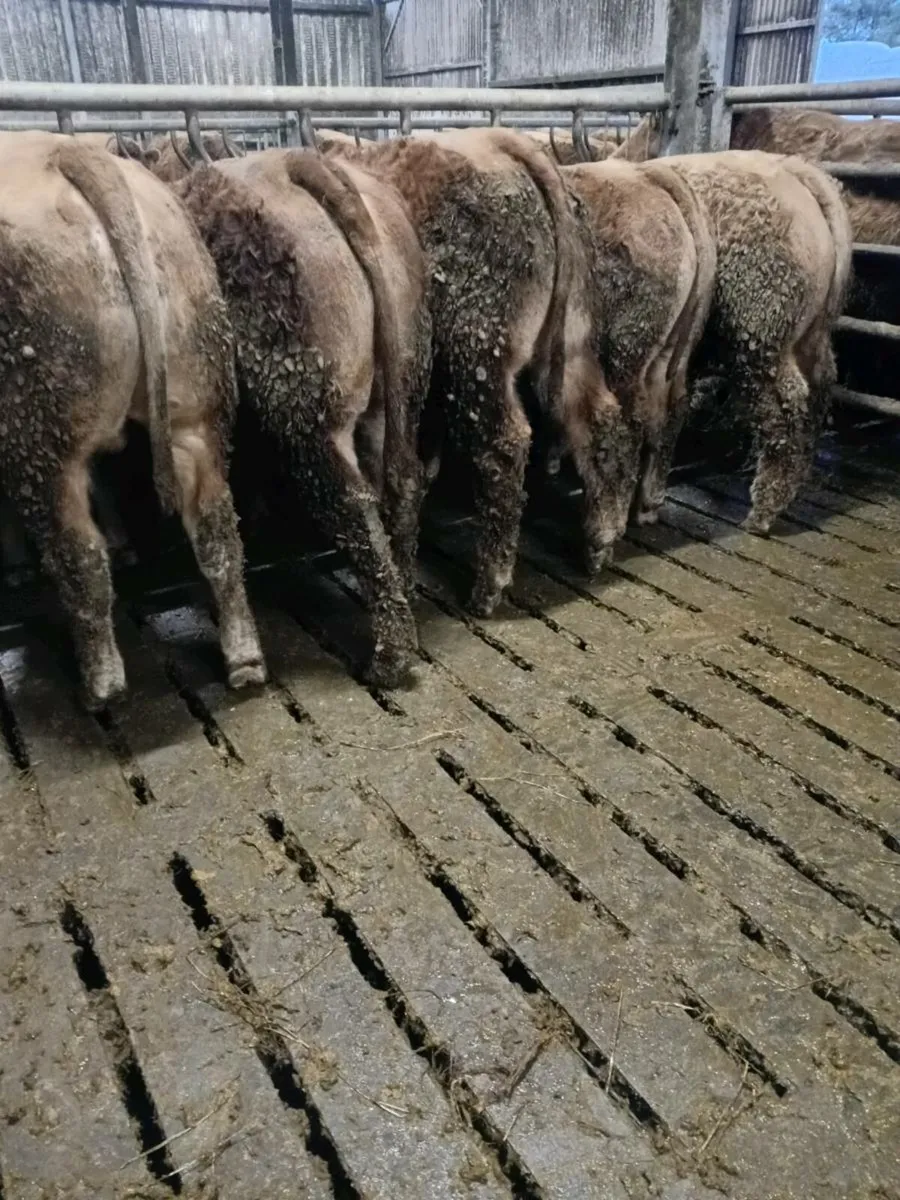 Bull Weanlings - Image 2