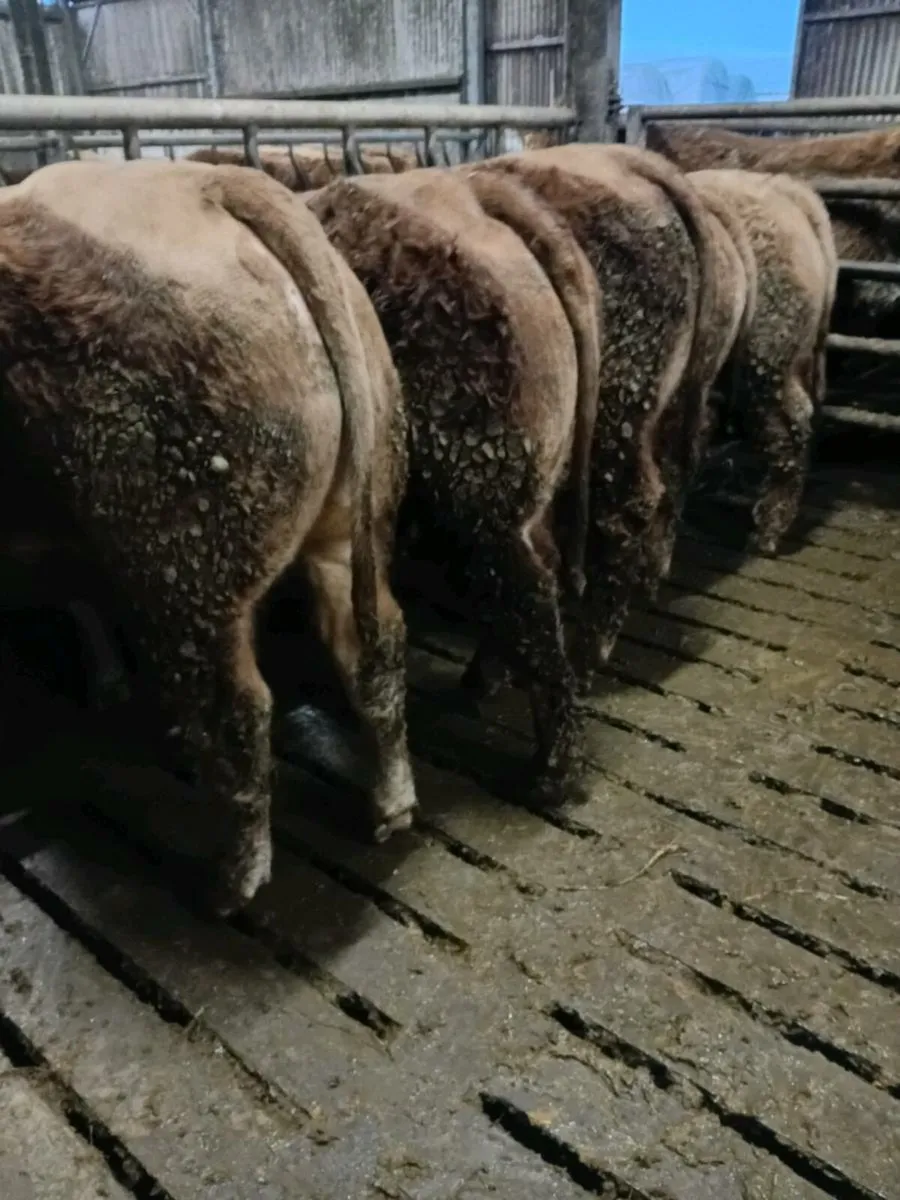 Bull Weanlings - Image 1