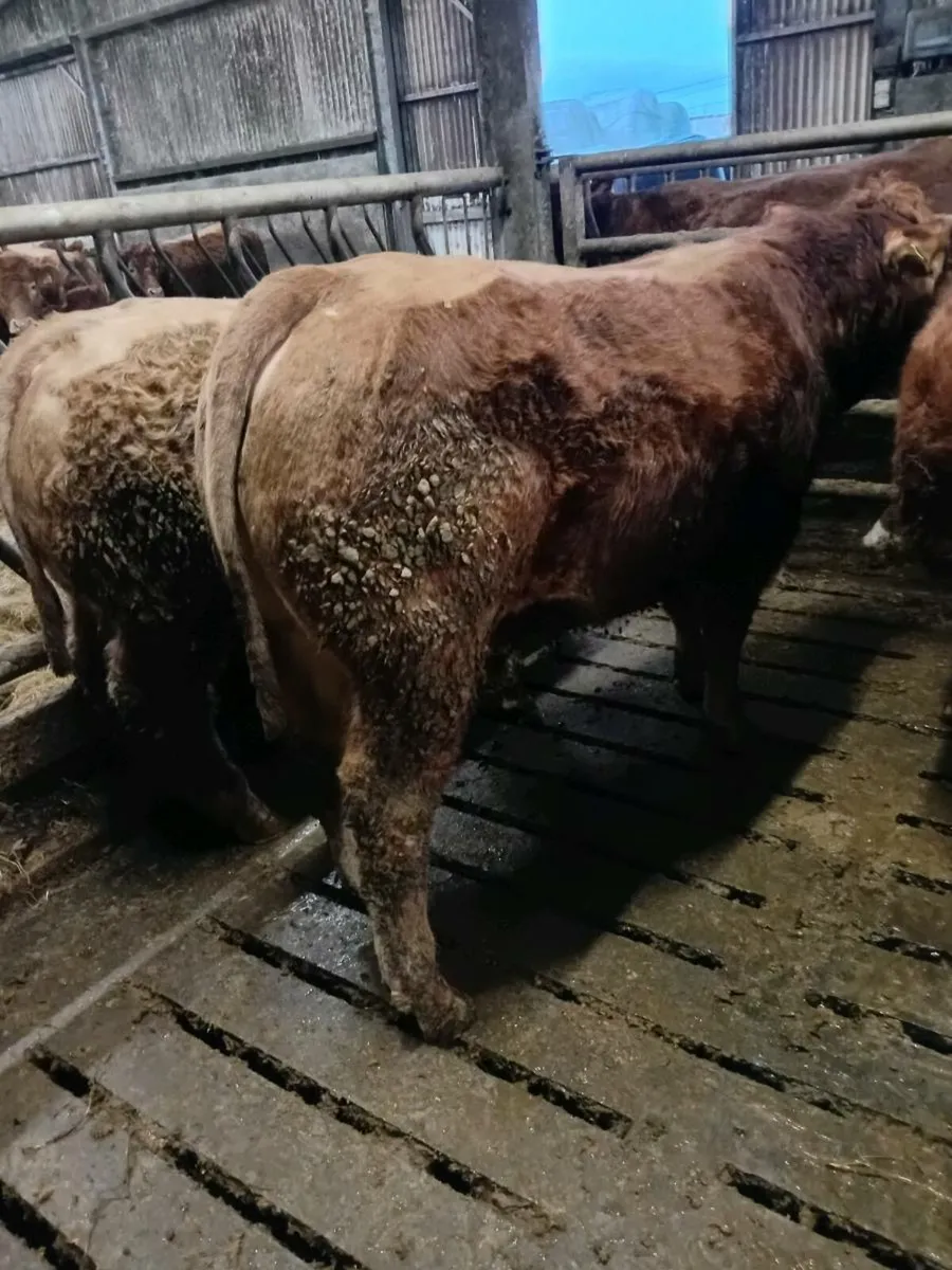 Bull Weanlings - Image 4