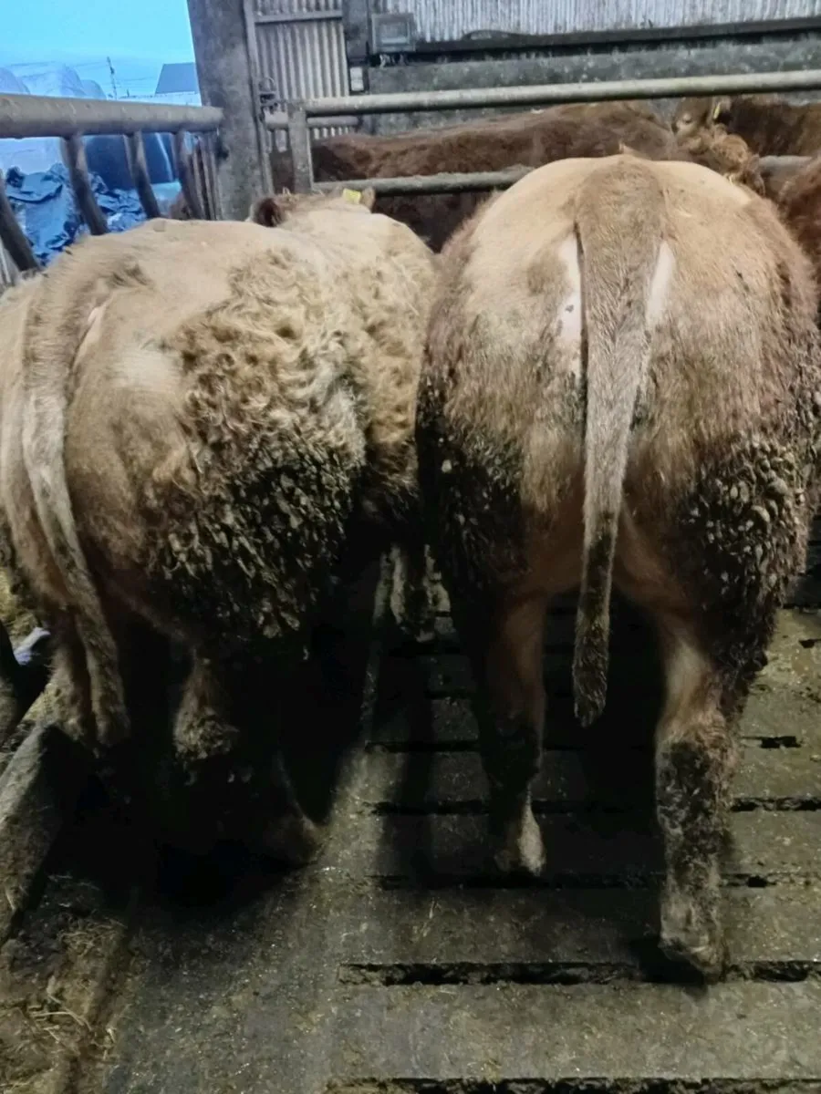 Bull Weanlings - Image 3