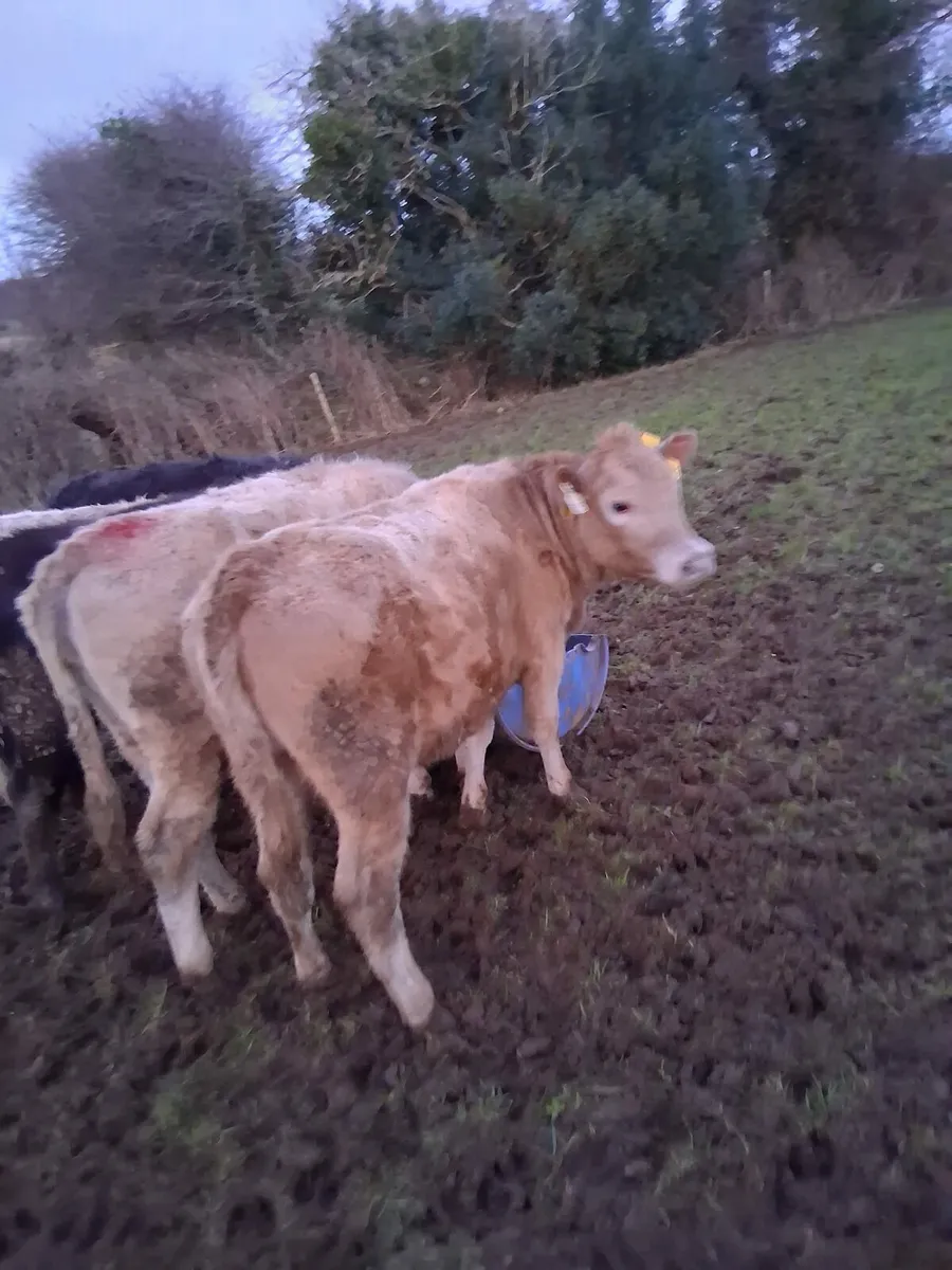 CHX and HEX heifers - Image 3