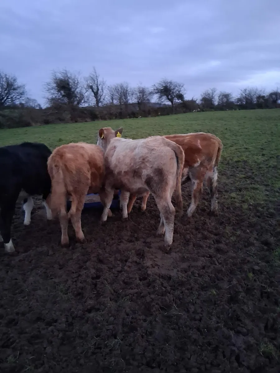 CHX and HEX heifers - Image 4