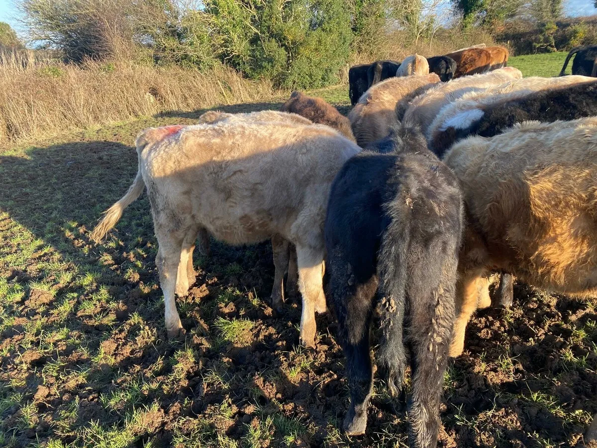 CHX and HEX heifers - Image 1