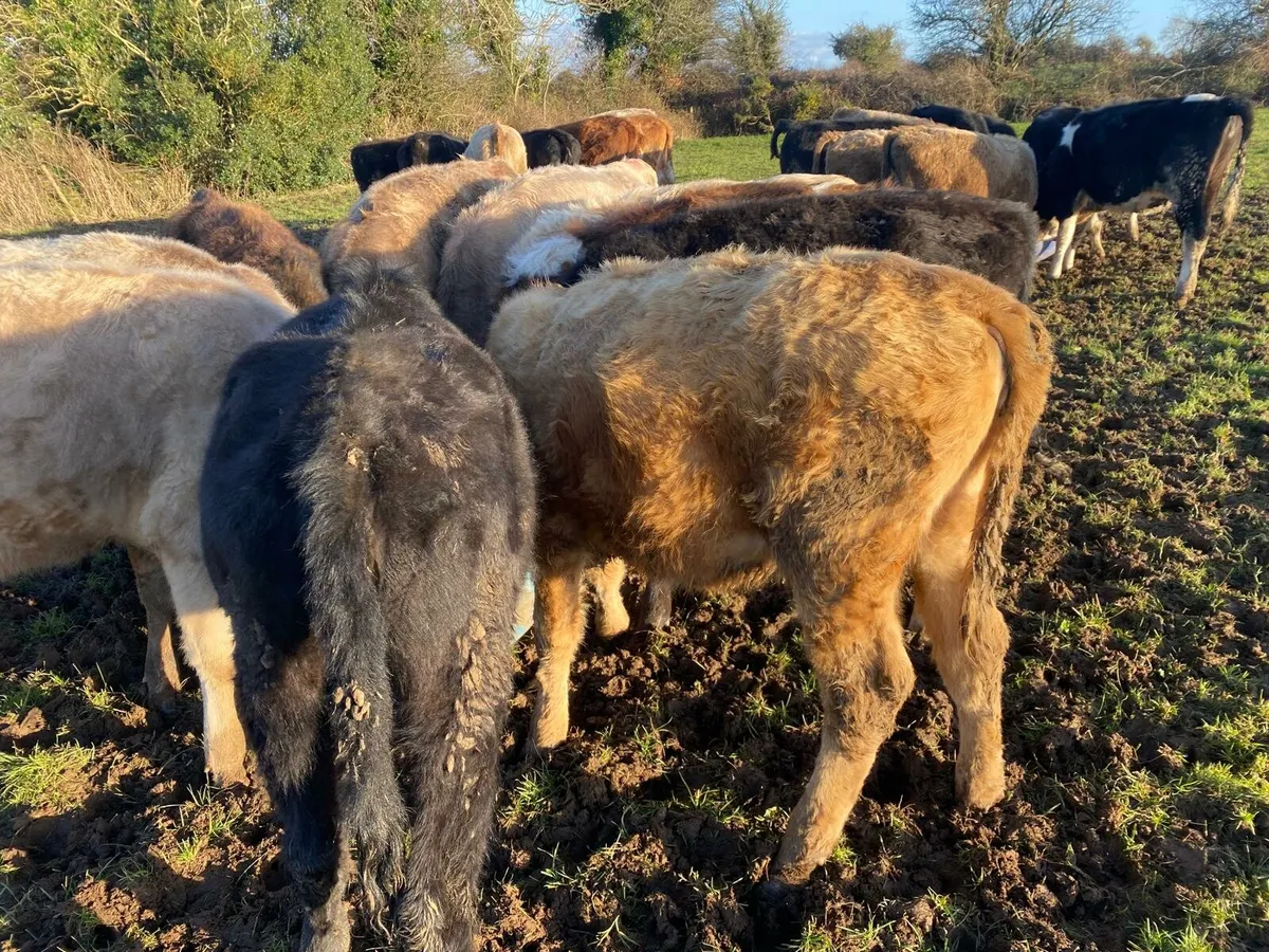 CHX and HEX heifers - Image 2