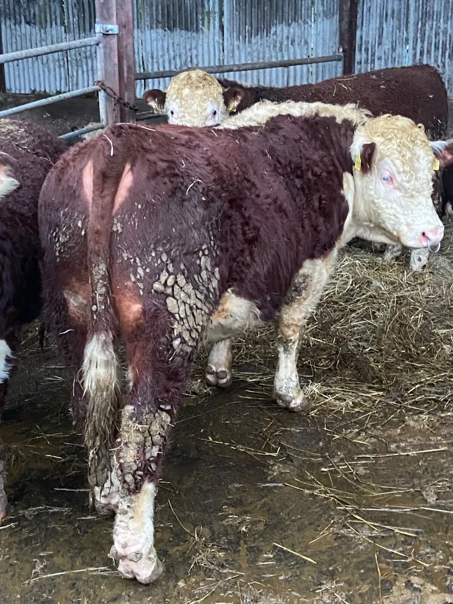 Pbr Hereford - Image 3