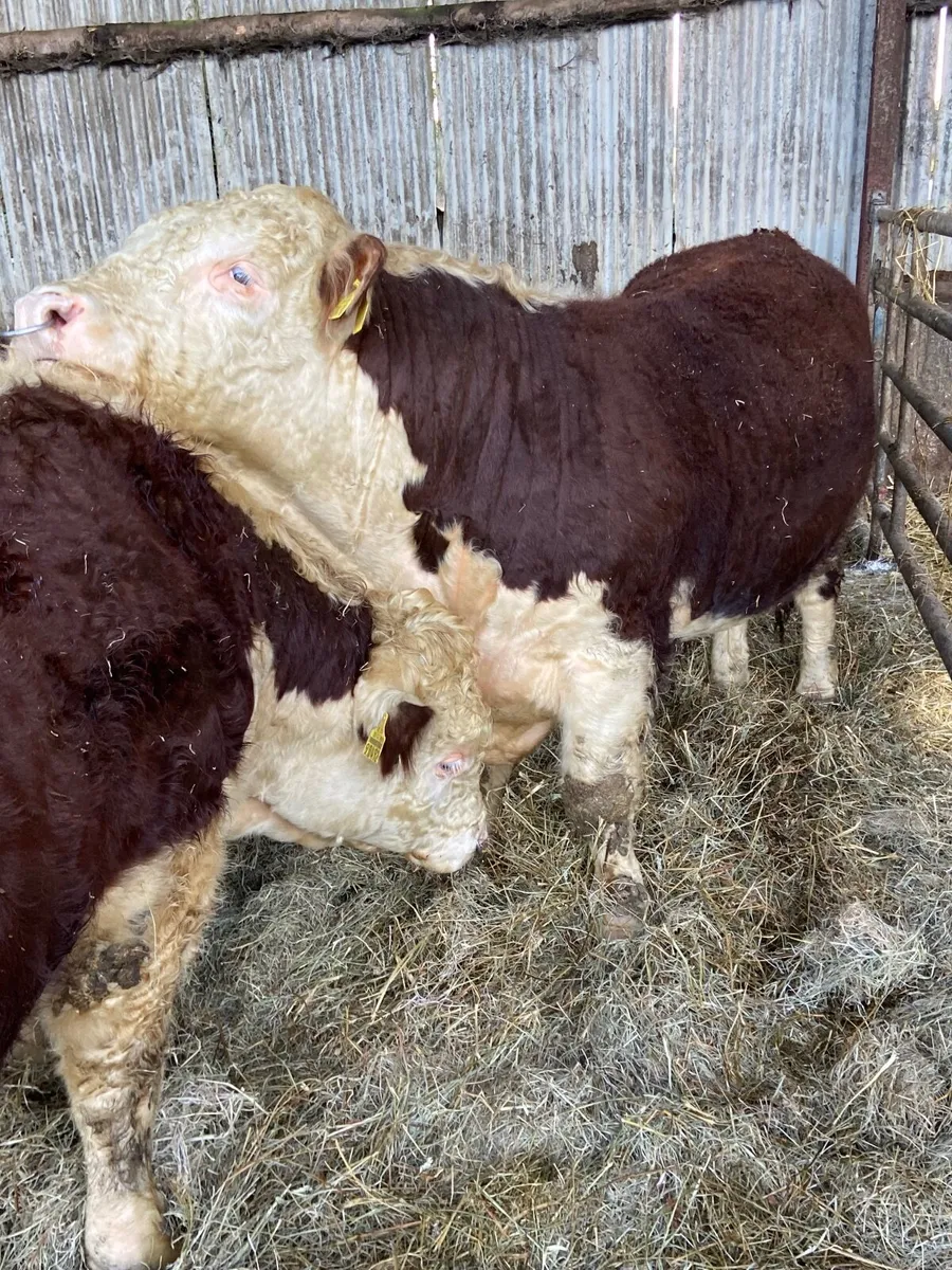 Pbr Hereford - Image 4