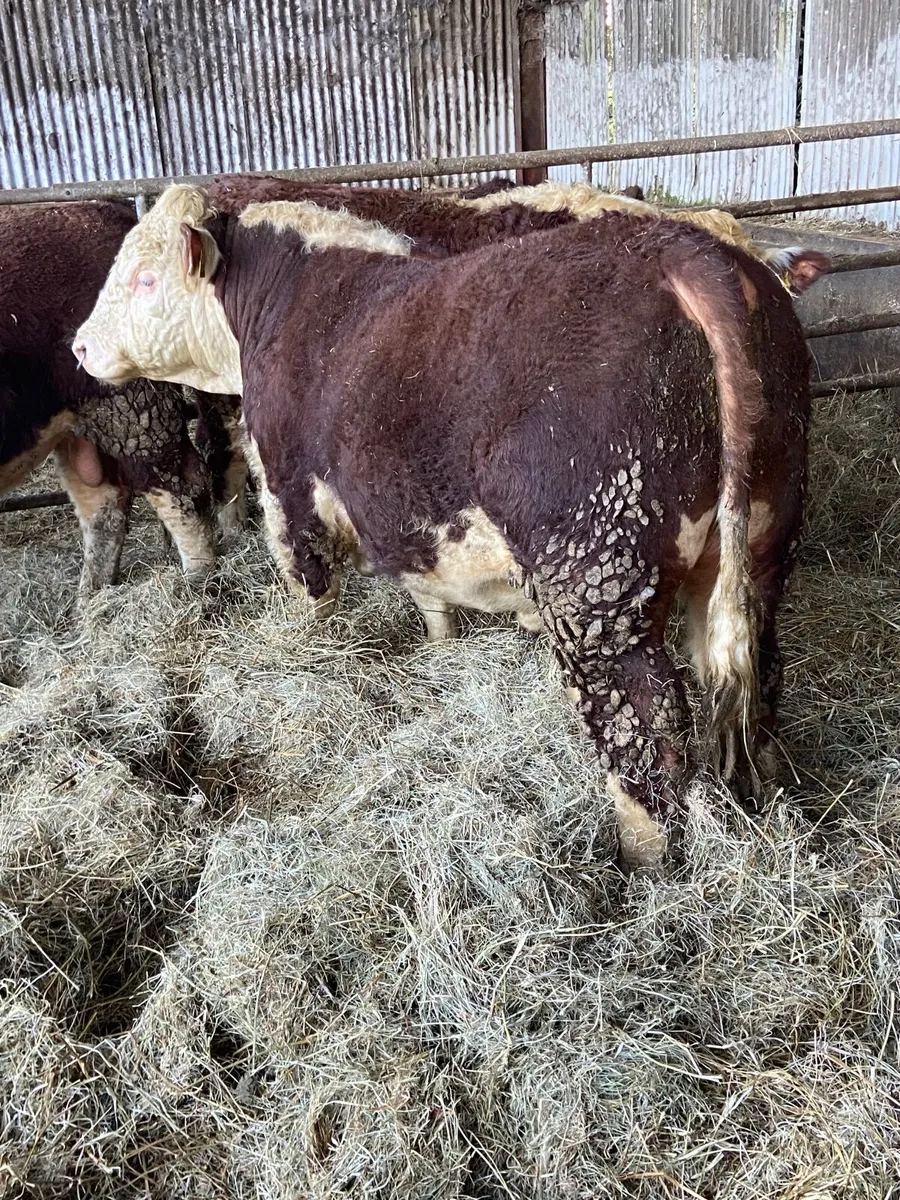 Pbr Hereford - Image 1