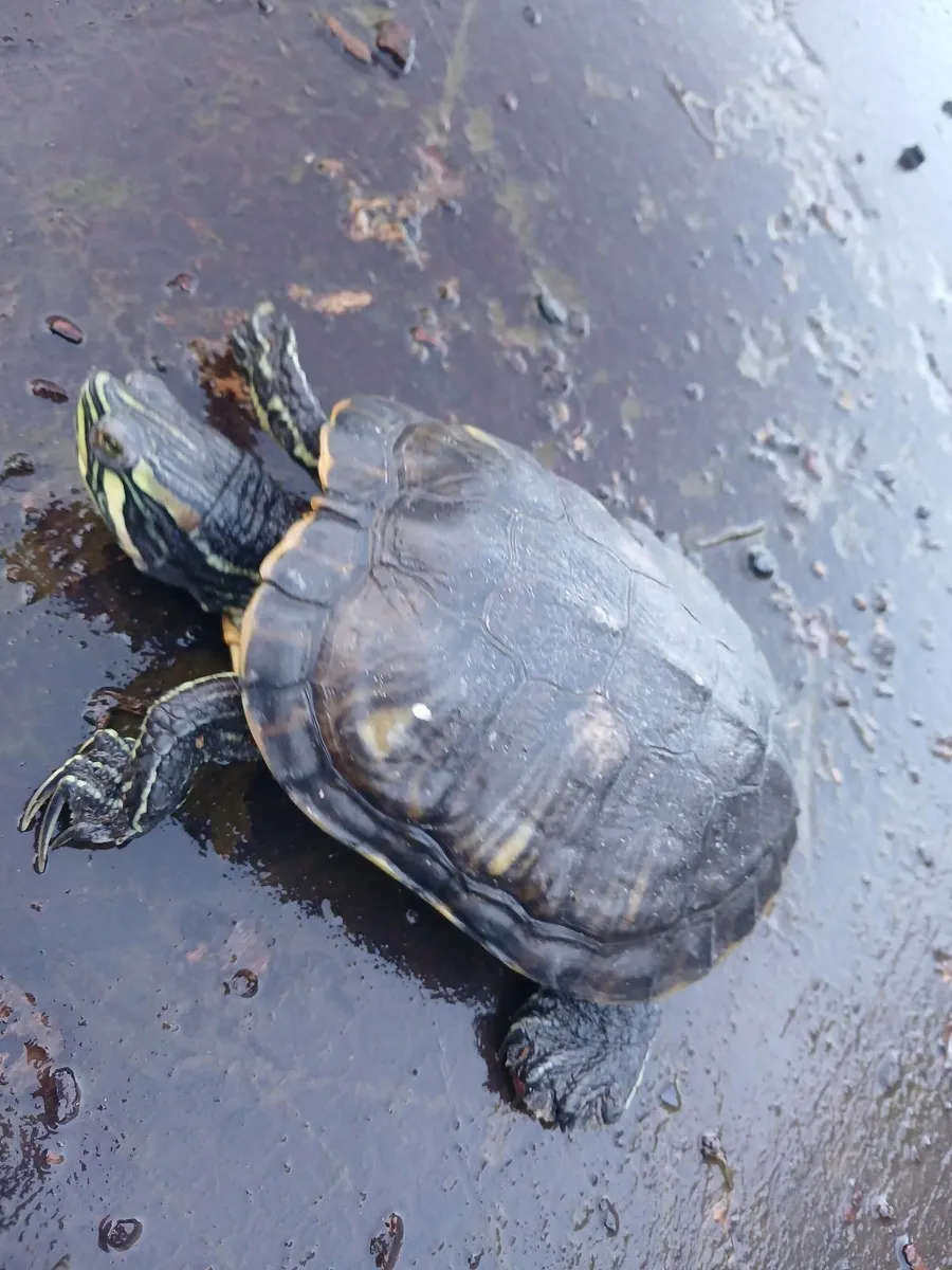 2 terrapins FREE  to a good home ! - Image 1