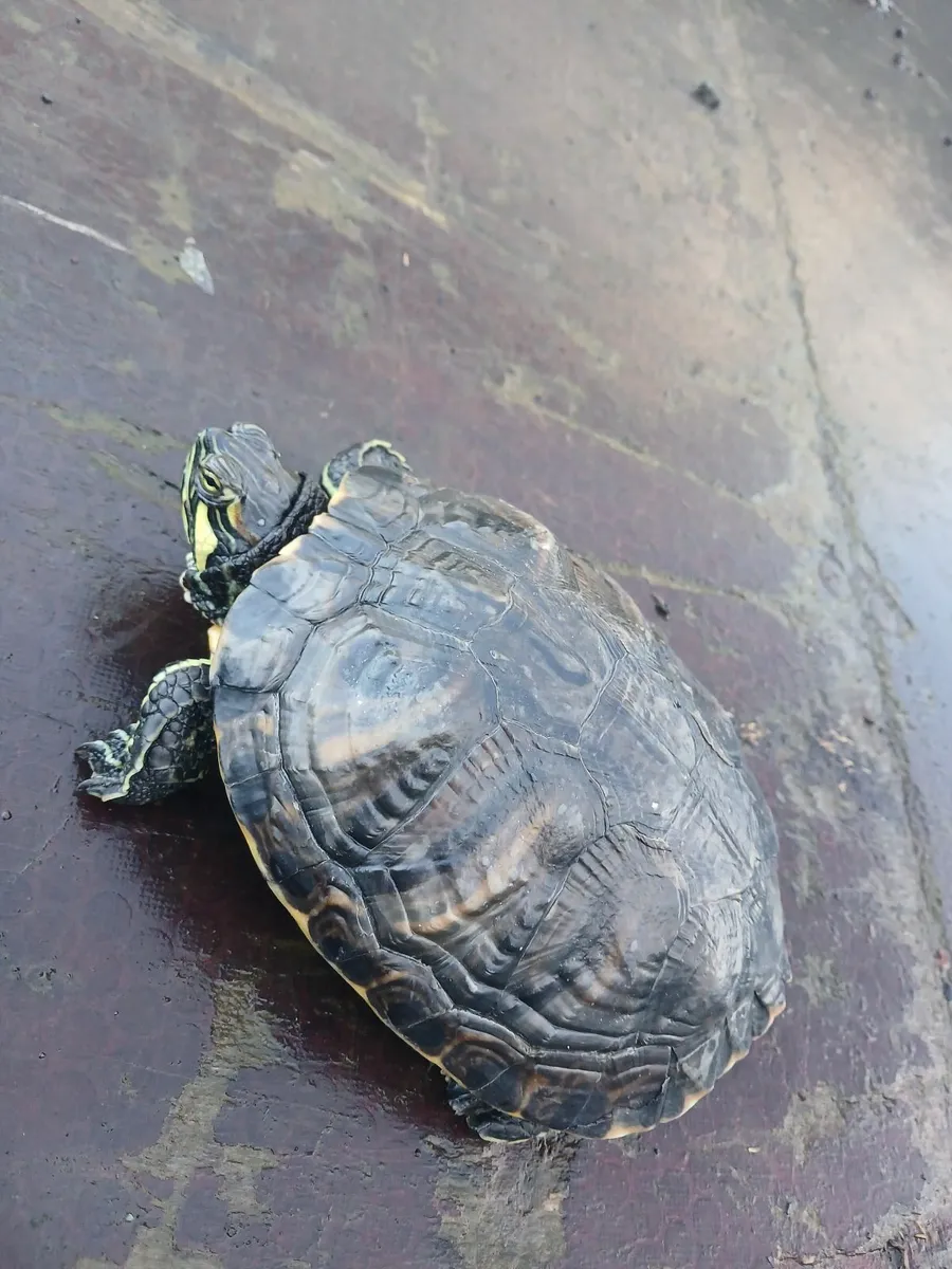 2 terrapins FREE  to a good home ! - Image 2